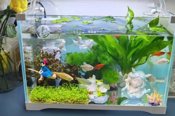 鱼缸能否摆放在阳台上,摆放后容易爆发藻类、影响鱼儿生存