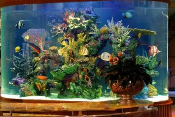 鱼缸能否摆放在阳台上,摆放后容易爆发藻类、影响鱼儿生存