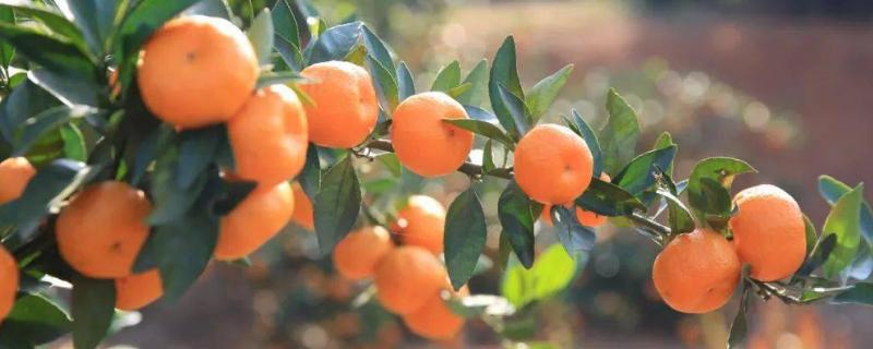 桔子几月份成熟上市