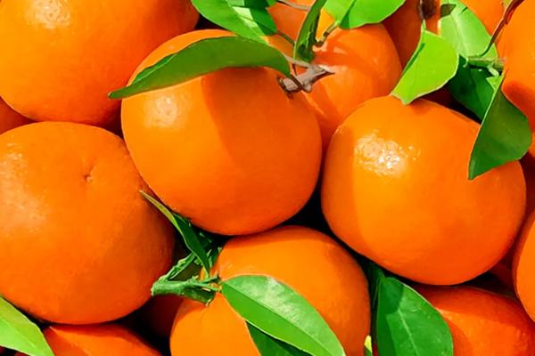 桔子几月份成熟上市,通常在10月以后陆续上市