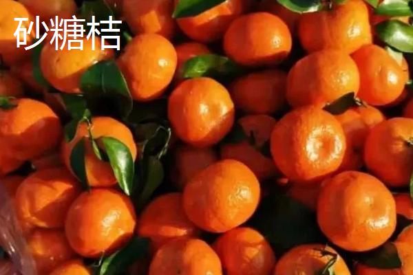 桔子几月份成熟上市,通常在10月以后陆续上市