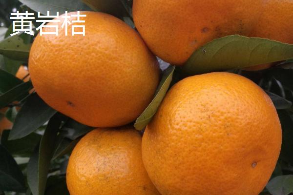 桔子几月份成熟上市,通常在10月以后陆续上市