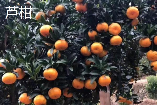 桔子几月份成熟上市,通常在10月以后陆续上市