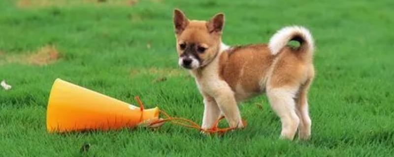 狗身上有跳蚤用什么药防治