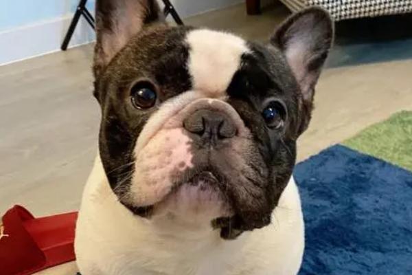 狗身上有跳蚤用什么药防治,可使用灭虫宁、福来恩等药物