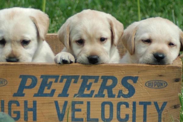 狗身上有跳蚤用什么药防治,可使用灭虫宁、福来恩等药物