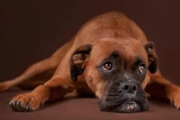 狗身上有跳蚤用什么药防治,可使用灭虫宁、福来恩等药物