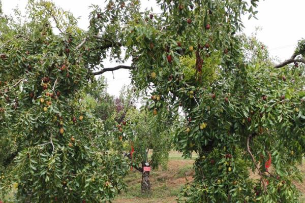枣树怎么引种,首先考虑栽培目的