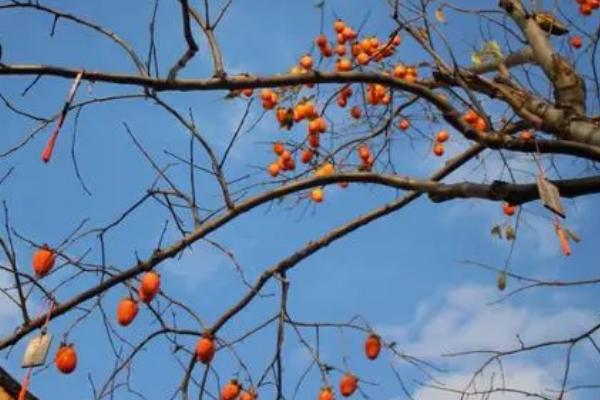 陕西富平的柿子何时成熟,一般为每年10月份