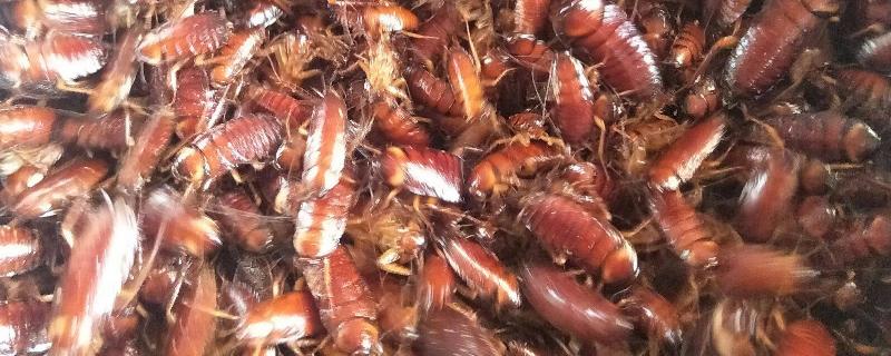 美洲大蠊是不是蟑螂