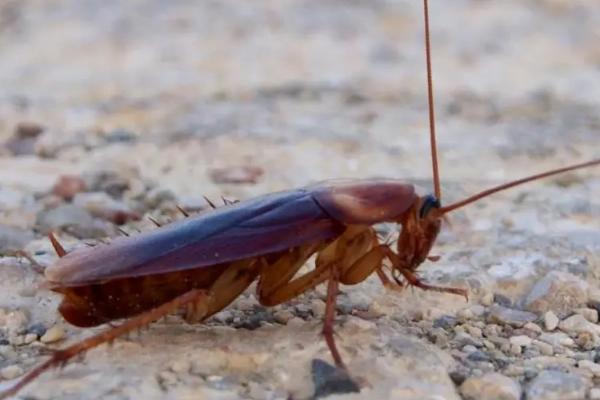 美洲大蠊是不是蟑螂,属于蟑螂的一种、也是世界性卫生害虫