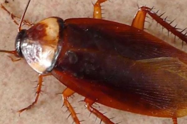 美洲大蠊是不是蟑螂,属于蟑螂的一种、也是世界性卫生害虫