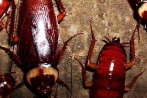 美洲大蠊是不是蟑螂,属于蟑螂的一种、也是世界性卫生害虫