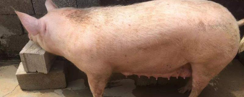 母猪不发情怎么办