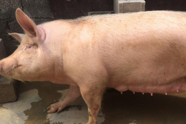 母猪不发情怎么办,可喂食矿物质和粗蛋白含量高的饲料