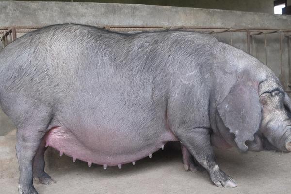 母猪不发情怎么办,可喂食矿物质和粗蛋白含量高的饲料