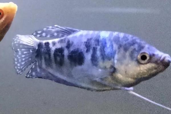 蓝曼龙吃什么,可接受大部分的饲料和一些活饵