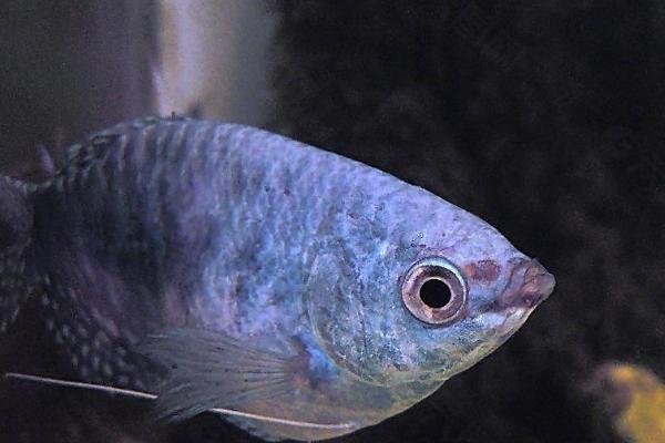 蓝曼龙吃什么,可接受大部分的饲料和一些活饵