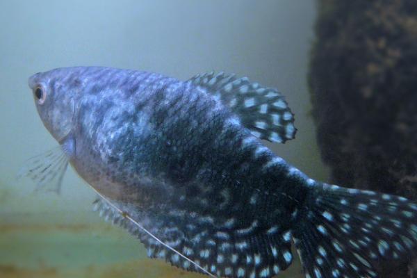 蓝曼龙吃什么,可接受大部分的饲料和一些活饵