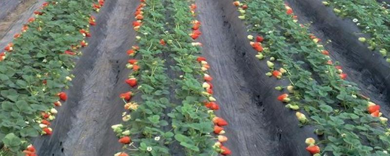 冬天定植草莓之后怎么管理