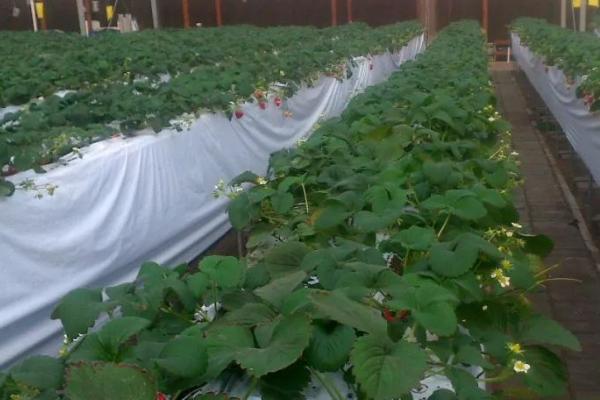 冬天定植草莓之后怎么管理,需做好控温、追肥等工作