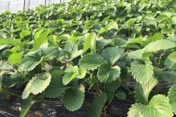 冬天定植草莓之后怎么管理,需做好控温、追肥等工作