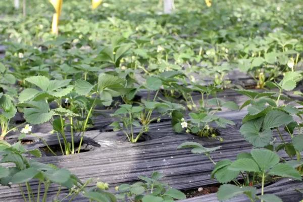 冬天定植草莓之后怎么管理,需做好控温、追肥等工作