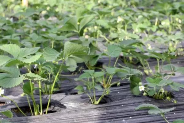 冬天定植草莓之后怎么管理,需做好控温、追肥等工作