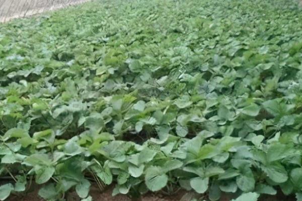 冬天定植草莓之后怎么管理,需做好控温、追肥等工作