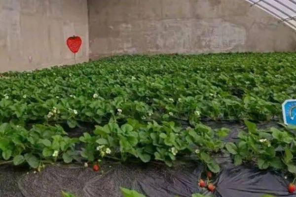 冬天定植草莓之后怎么管理,需做好控温、追肥等工作
