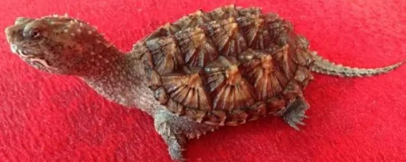 佛鳄龟的繁殖方式