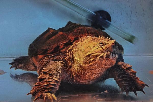 佛鳄龟的繁殖方式,经过交配后会产下受精蛋