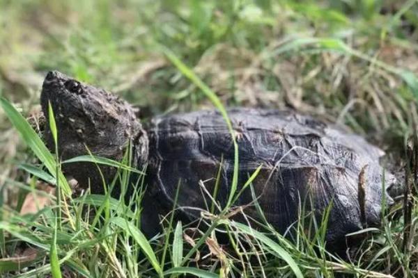 佛鳄龟的繁殖方式,经过交配后会产下受精蛋