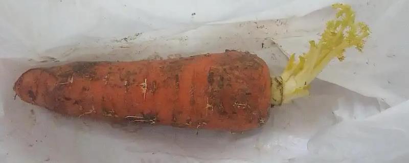 胡萝卜能放冰箱吗