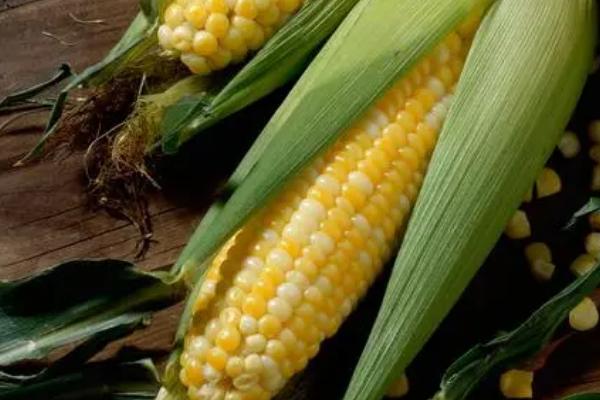 迪卡653玉米种简介,夏播生育期98-105天