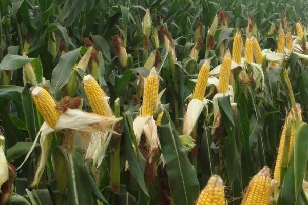 迪卡653玉米种简介,夏播生育期98-105天