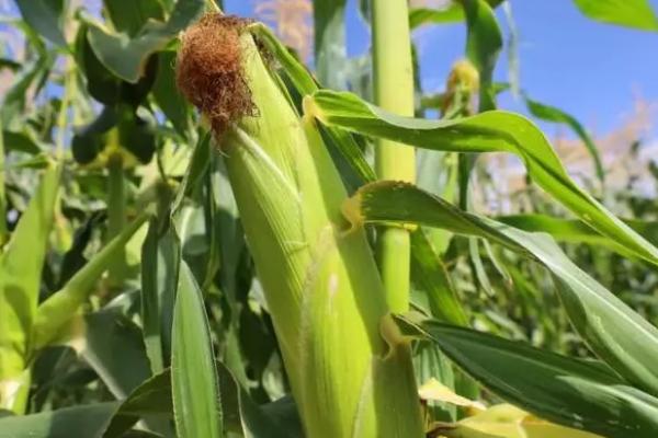 迪卡653玉米种简介,夏播生育期98-105天