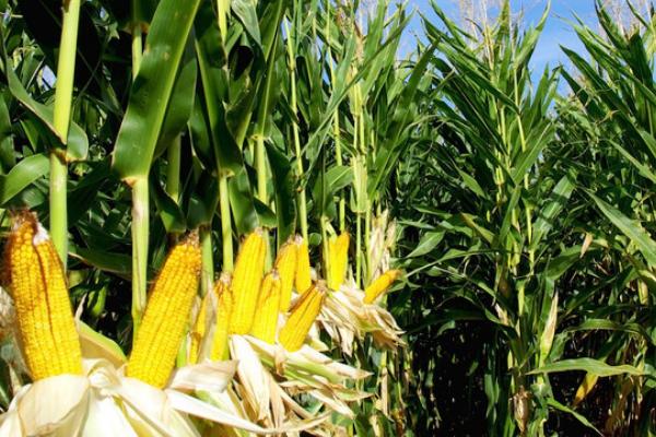 迪卡653玉米种简介,夏播生育期98-105天