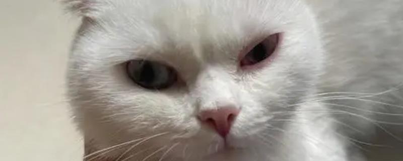 猫咪眼睛红肿有分泌物是什么原因