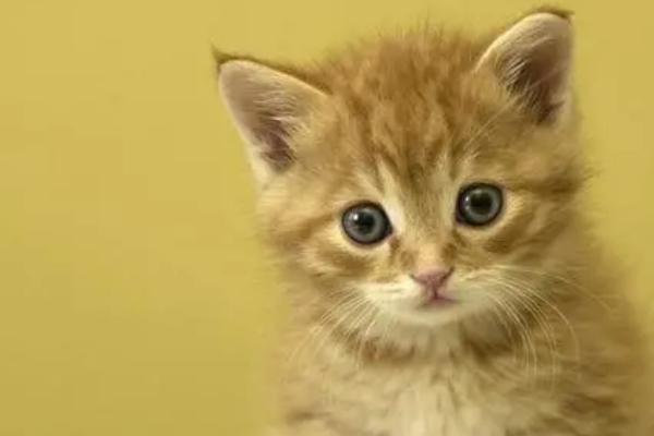 猫咪眼睛红肿有分泌物是什么原因,可能是眼部感染细菌或病毒