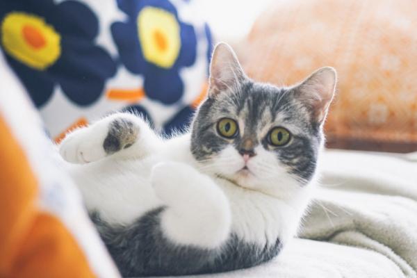 猫咪眼睛红肿有分泌物是什么原因,可能是眼部感染细菌或病毒