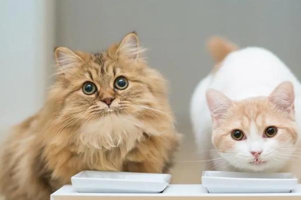 猫咪眼睛红肿有分泌物是什么原因,可能是眼部感染细菌或病毒