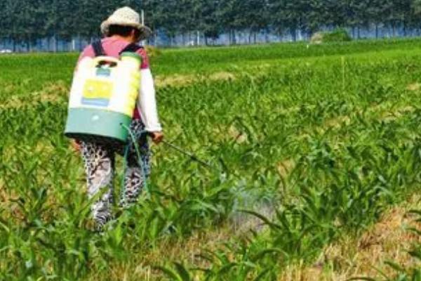 玉米蜗牛危害,主要为害玉米叶片