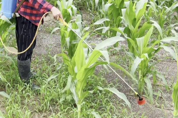 玉米蜗牛危害,主要为害玉米叶片