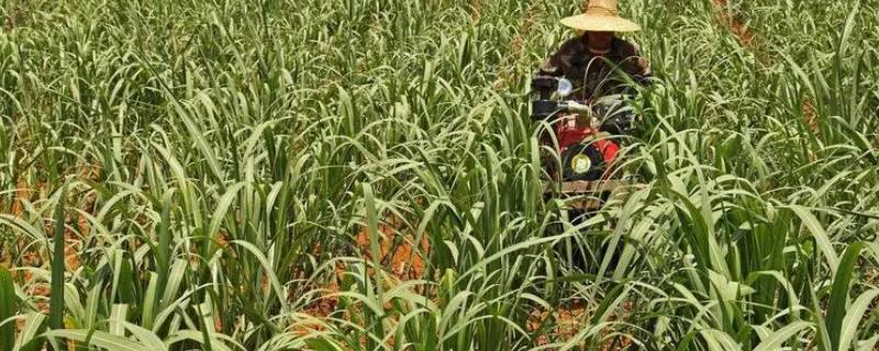 甘蔗多久施一次肥