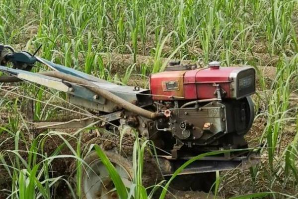 甘蔗多久施一次肥,20-35天施一次