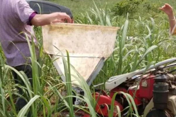 甘蔗多久施一次肥,20-35天施一次