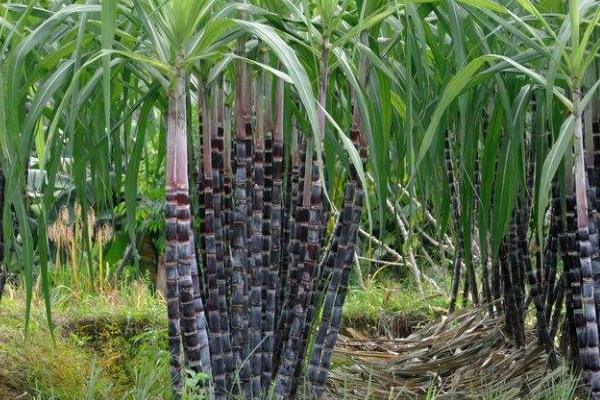 甘蔗多久施一次肥,20-35天施一次