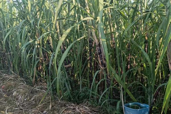 甘蔗多久施一次肥,20-35天施一次