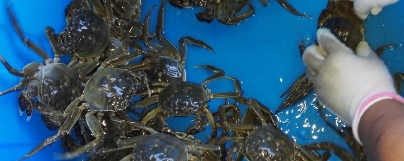 如何鉴别阳澄湖大闸蟹的真假